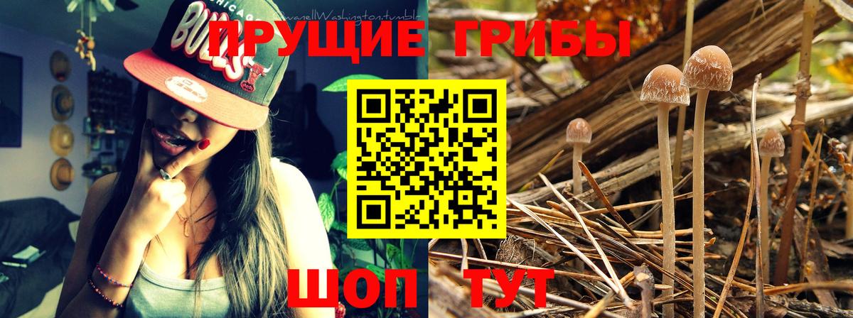 Ростов Великий  Псилоцибиновые грибы ЛСД  Вход с VPN 